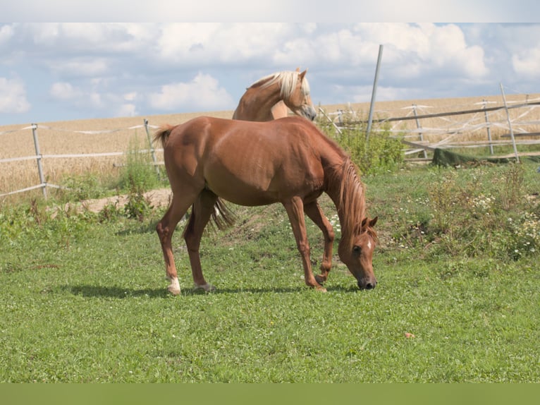 Arabian horses Gelding 6 years 15,1 hh Chestnut-Red in Simmershofen