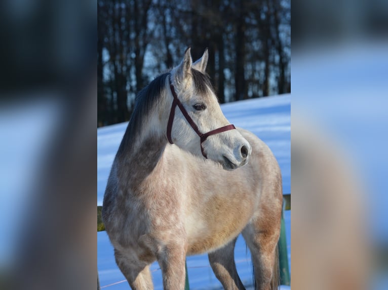 Arabian horses Gelding 6 years 15,1 hh Grey-Dapple in Hartkirchen