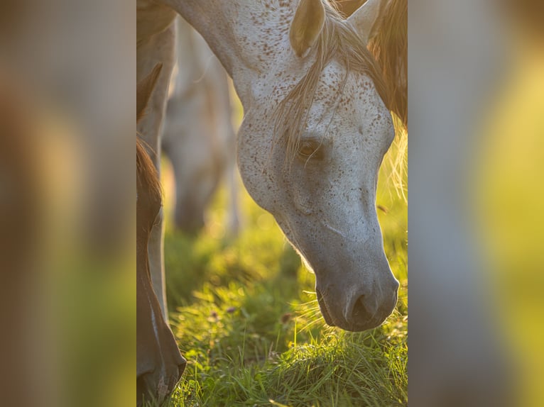 Arabian horses Gelding 6 years 15,1 hh Grey in Herzberg am Harz