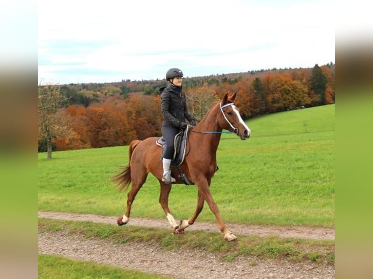 Arabian horses Gelding 6 years 15,1 hh Rabicano in Freiamt