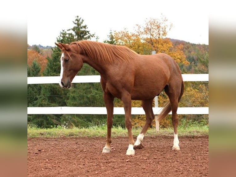 Arabian horses Gelding 6 years 15,1 hh Rabicano in Freiamt