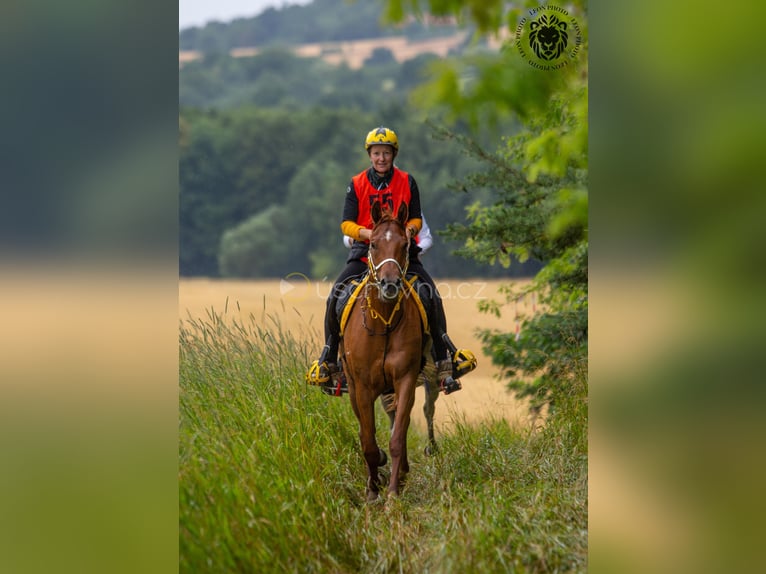 Arabian horses Gelding 6 years 15,1 hh Sorrel in Pyskocely