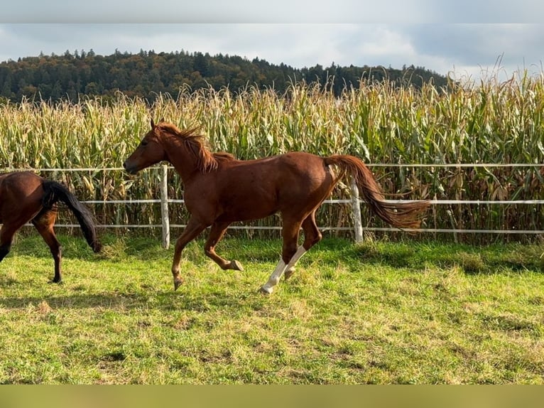 Arabian horses Gelding 6 years 15,2 hh Chestnut-Red in Reinach AG