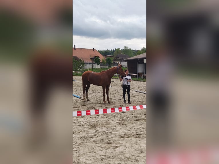 Arabian horses Gelding 6 years 15,2 hh Chestnut-Red in Reinach AG