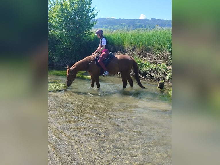 Arabian horses Gelding 6 years 15,2 hh Chestnut-Red in Reinach AG