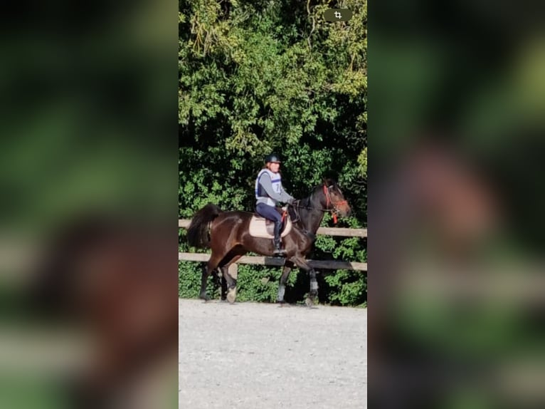 Arabian horses Gelding 6 years 16 hh Brown in Cavalaire-sur-Mer