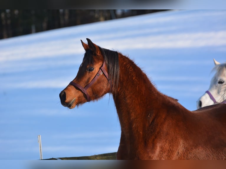 Arabian horses Gelding 6 years 16 hh Brown in Hartkirchen
