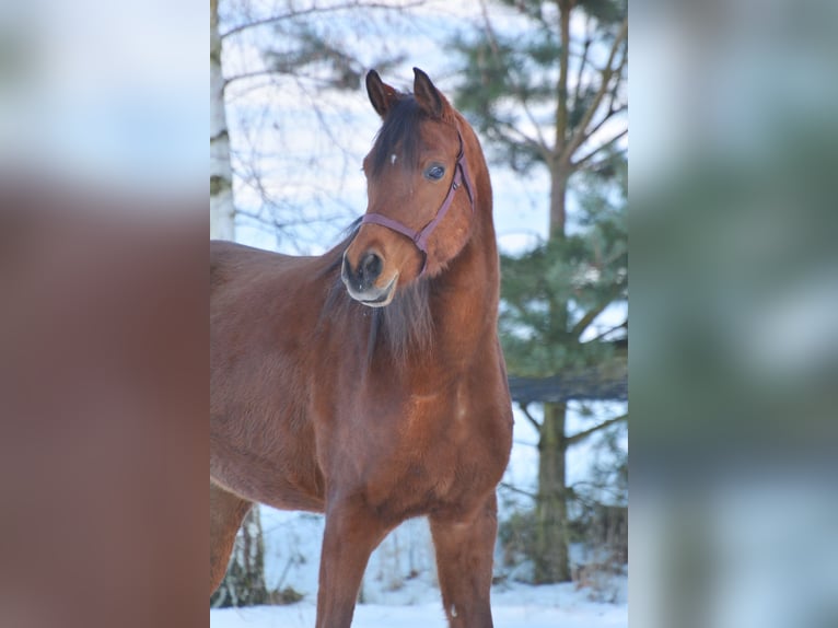 Arabian horses Gelding 6 years 16 hh Brown in Hartkirchen
