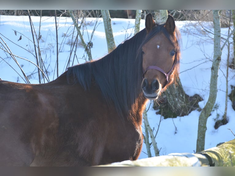 Arabian horses Gelding 6 years 16 hh Brown in Hartkirchen