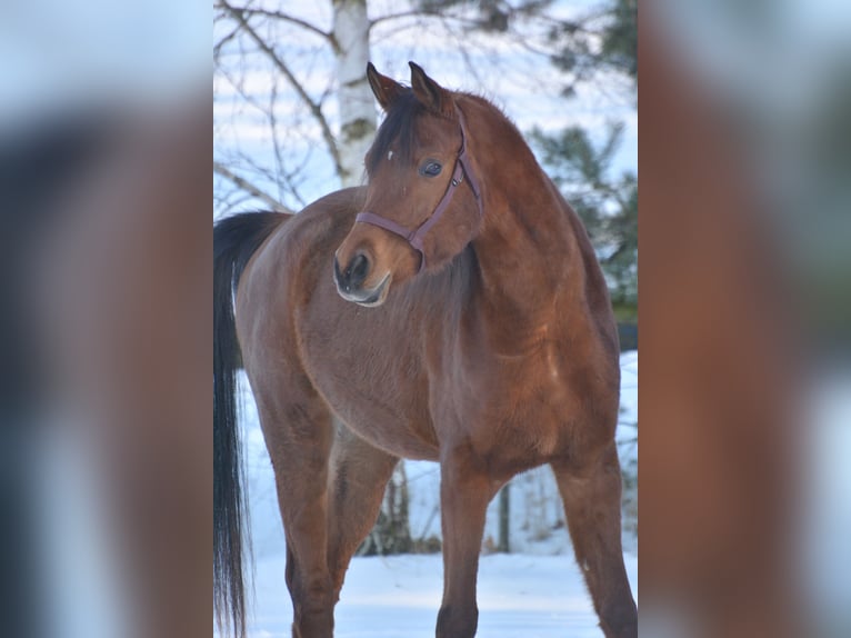 Arabian horses Gelding 6 years 16 hh Brown in Hartkirchen