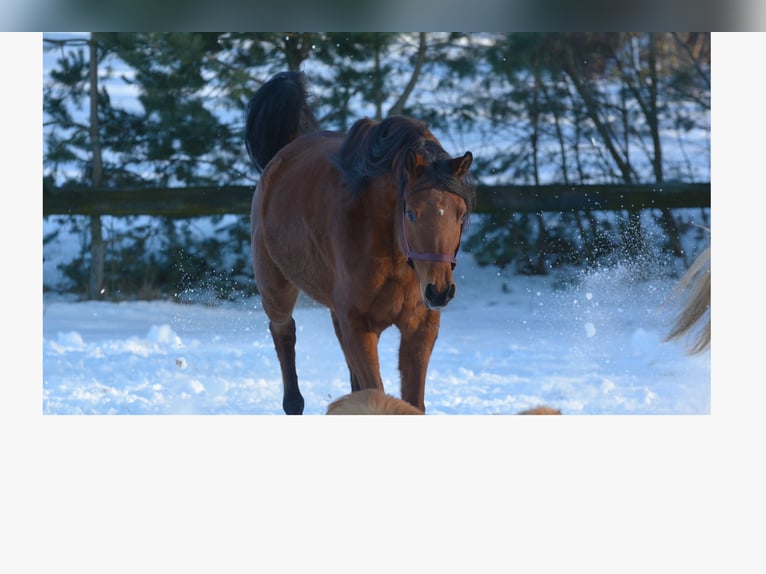 Arabian horses Gelding 6 years 16 hh Brown in Hartkirchen