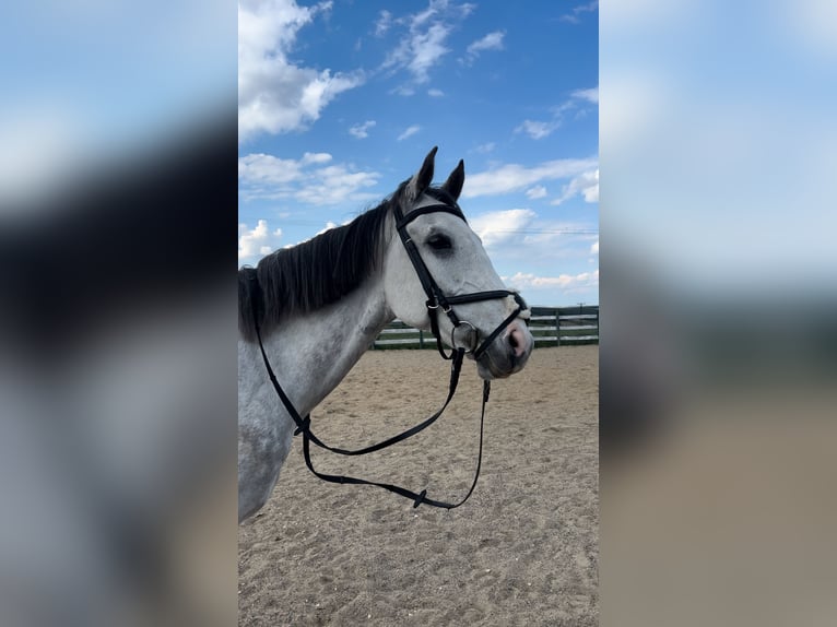 Arabian horses Gelding 6 years 16,1 hh Grey-Dapple in tekirda&#x11F; &#xE7;orlu