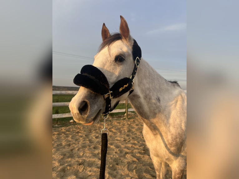 Arabian horses Gelding 6 years 16,1 hh Grey-Dapple in tekirda&#x11F; &#xE7;orlu