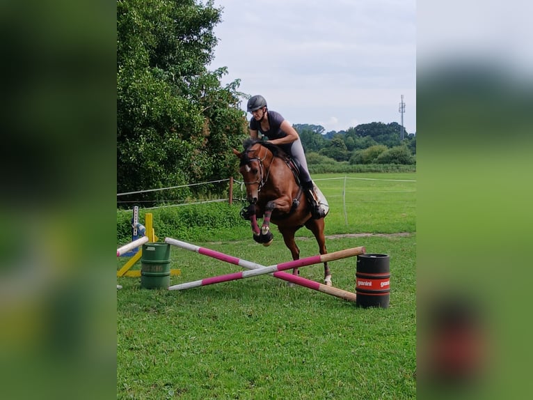 Arabian horses Gelding 6 years Brown in Hamburg