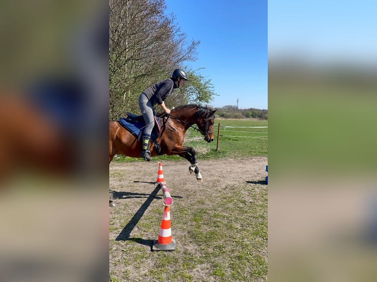 Arabian horses Gelding 6 years Brown in Hamburg