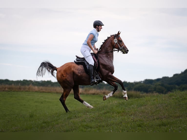 Arabian horses Gelding 6 years Brown in Hamburg