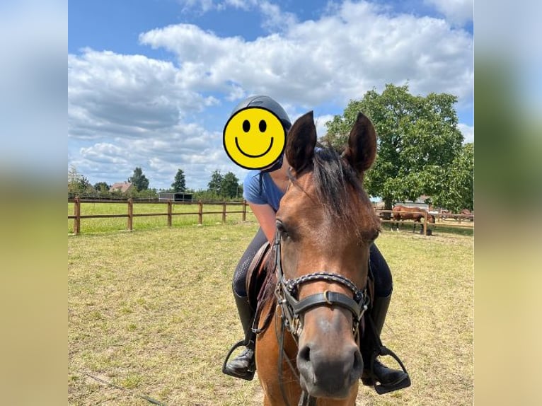 Arabian horses Gelding 6 years Brown in Sint-Truiden