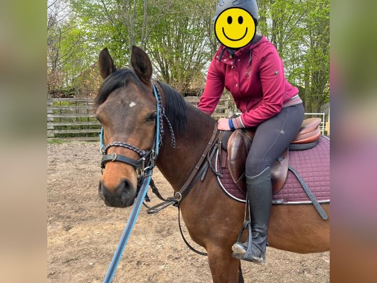 Arabian horses Gelding 6 years Brown in Sint-Truiden