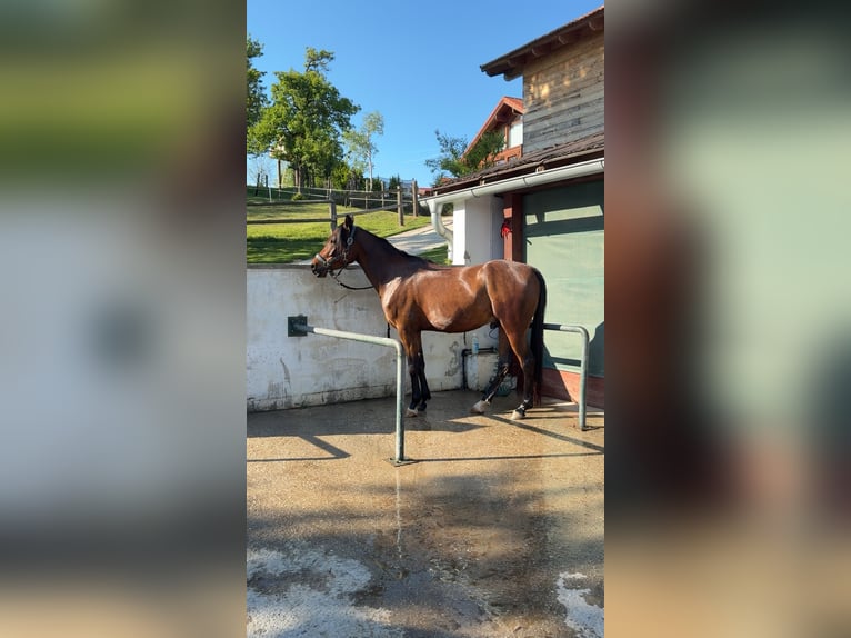 Arabian horses Gelding 7 years 14.2 hh Brown in Neusiedl am Steinfeld