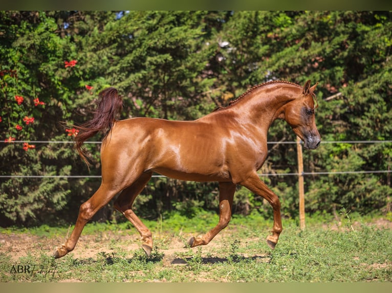 Arabian horses Gelding 7 years 14,3 hh Chestnut in Alcobaça