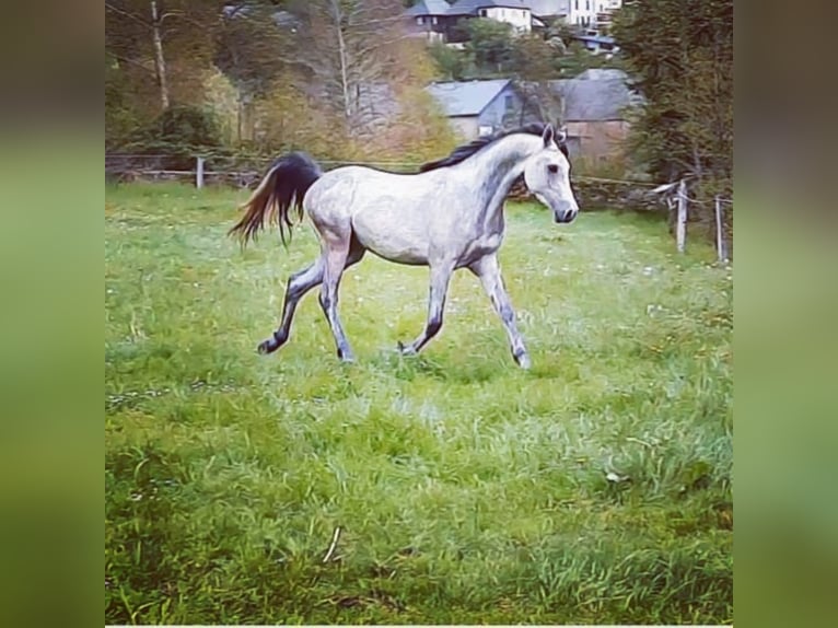 Arabian horses Gelding 7 years 14,3 hh Gray in Bridel