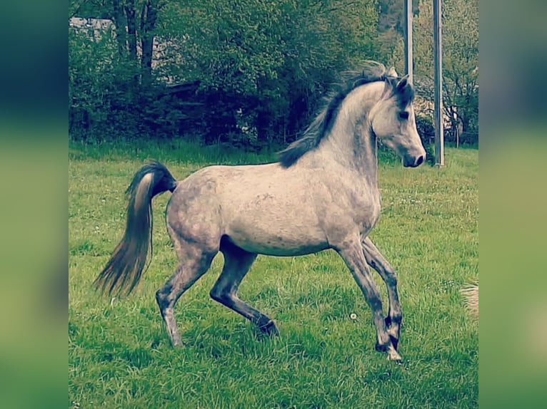 Arabian horses Gelding 7 years 14,3 hh Gray in Bridel