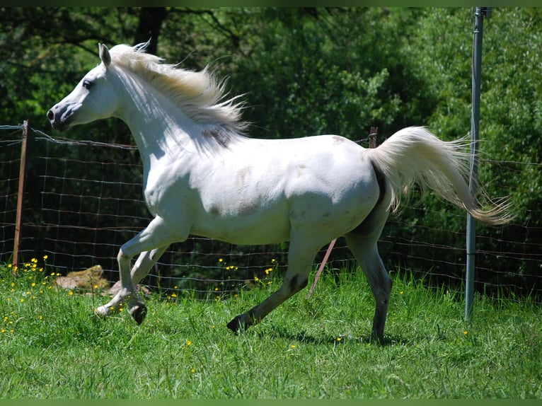 Arabian horses Gelding 7 years 14,3 hh Gray in Bridel