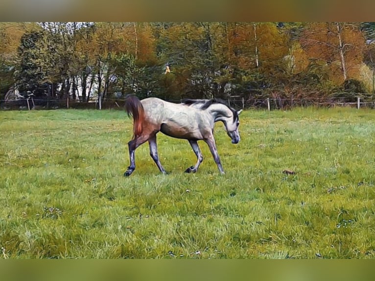 Arabian horses Gelding 7 years 14,3 hh Gray in Bridel