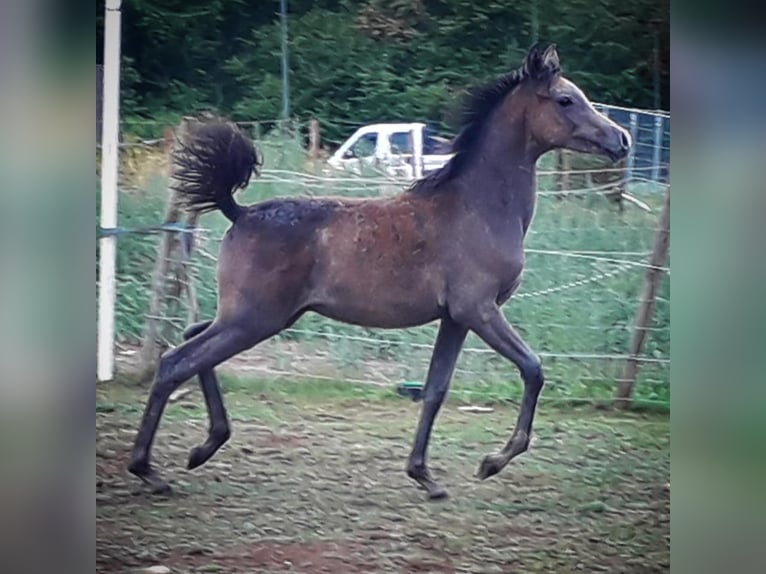 Arabian horses Gelding 7 years 14,3 hh Gray in Bridel