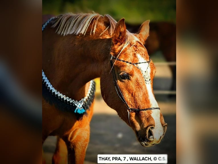 Arabian horses Gelding 7 years 14,1 hh Chestnut-Red in Conil de la Fronterra