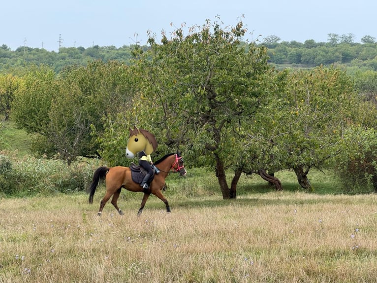 Arabian horses Gelding 7 years 14,2 hh Bay in Sibiu