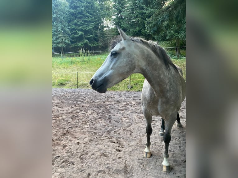 Arabian horses Gelding 7 years 14,2 hh Can be white in Koblenz