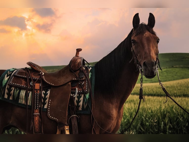 Arabian horses Gelding 7 years 14,3 hh Bay in Battle Creek