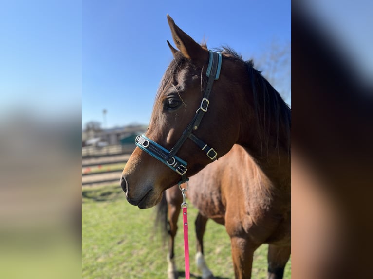 Arabian horses Gelding 7 years 14,3 hh Brown in Osterode am Harz