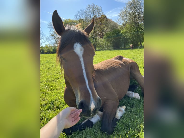 Arabian horses Gelding 7 years 14,3 hh Brown in Osterode am Harz