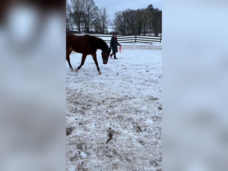 Arabian horses Gelding 7 years 14,3 hh Brown in Osterode am Harz