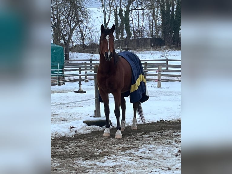 Arabian horses Gelding 7 years 14,3 hh Brown in Osterode am Harz