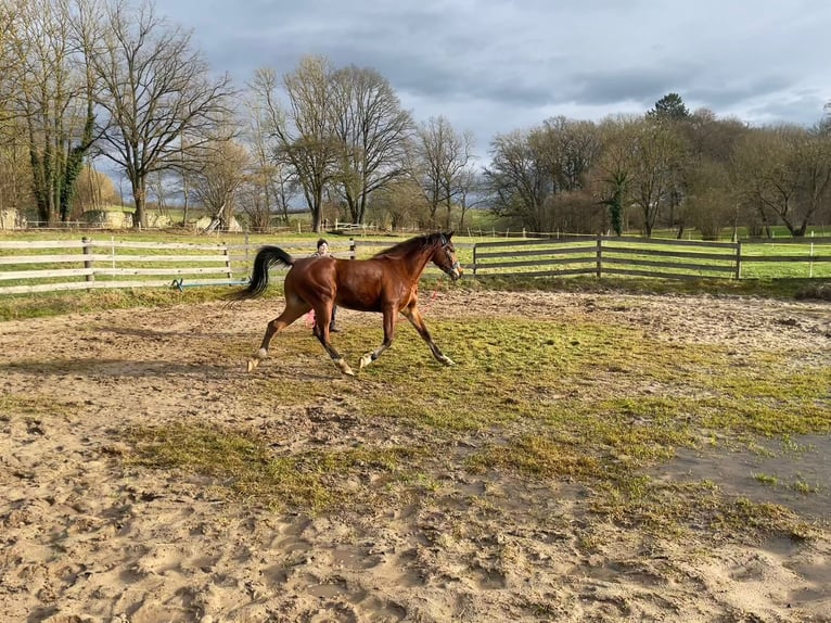 Arabian horses Gelding 7 years 14,3 hh Brown in Osterode am Harz