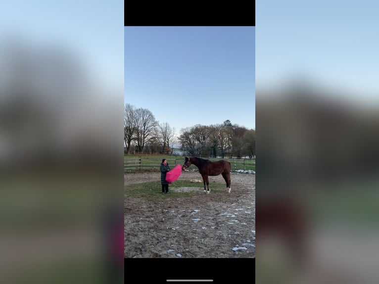 Arabian horses Gelding 7 years 14,3 hh Brown in Osterode am Harz