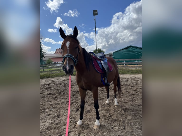 Arabian horses Gelding 7 years 14,3 hh Brown in Osterode am Harz