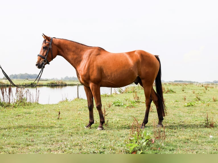 Arabian horses Gelding 7 years 15,1 hh Brown in Zeewolde