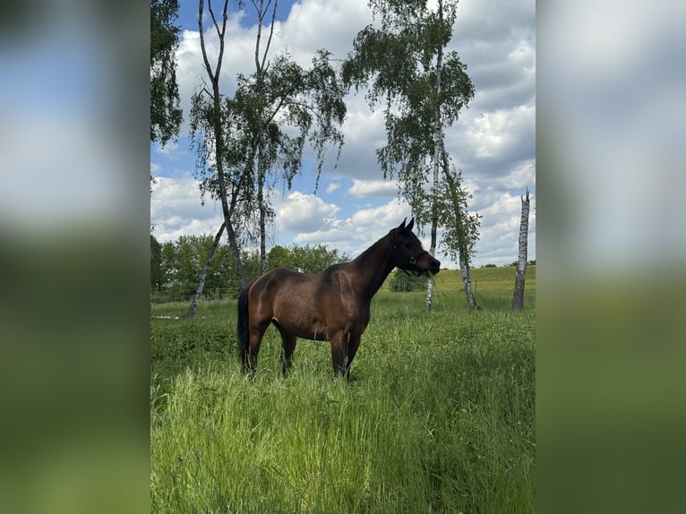Arabian horses Gelding 7 years 15.1 hh Brown in Berlin