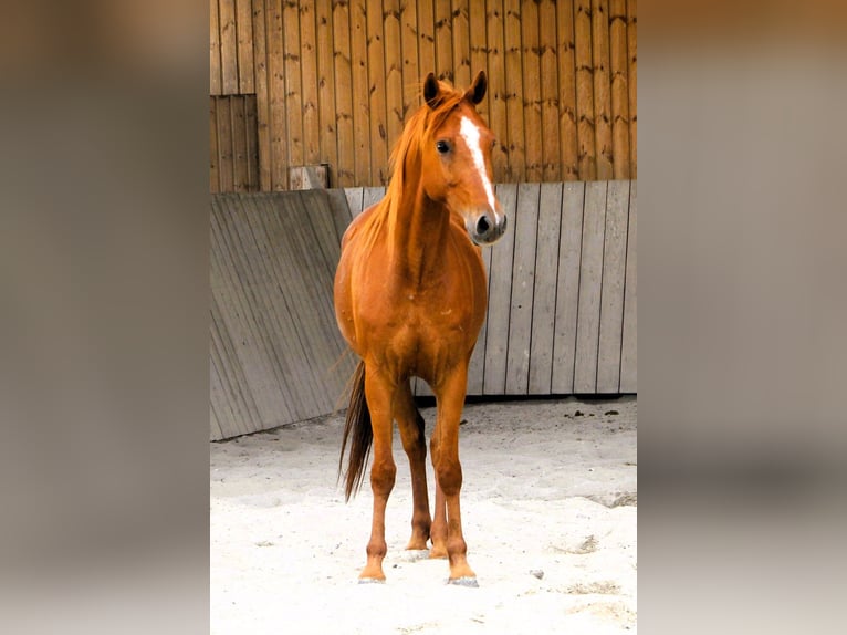 Arabian horses Gelding 7 years 15.1 hh Chestnut-Red in Mörsdorf