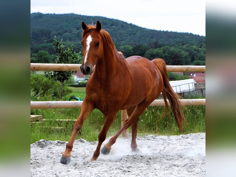 Arabian horses Gelding 7 years 15.1 hh Chestnut-Red in Mörsdorf