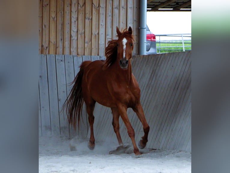 Arabian horses Gelding 7 years 15.1 hh Chestnut-Red in Mörsdorf