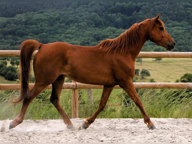 Arabian horses Gelding 7 years 15.1 hh Chestnut-Red in Mörsdorf
