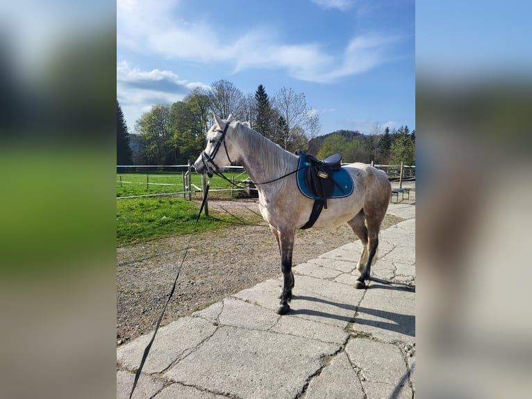 Arabian horses Gelding 7 years 15,1 hh Gray in Hof bei Salzburg