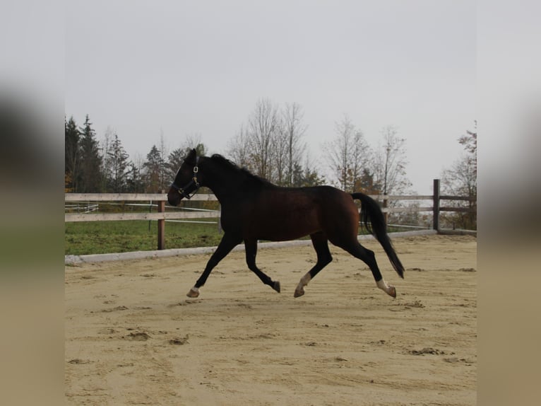 Arabian horses Gelding 7 years 15,2 hh Bay-Dark in Gmunden