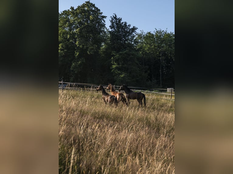 Arabian horses Gelding 7 years 15,2 hh Bay-Dark in Gmunden