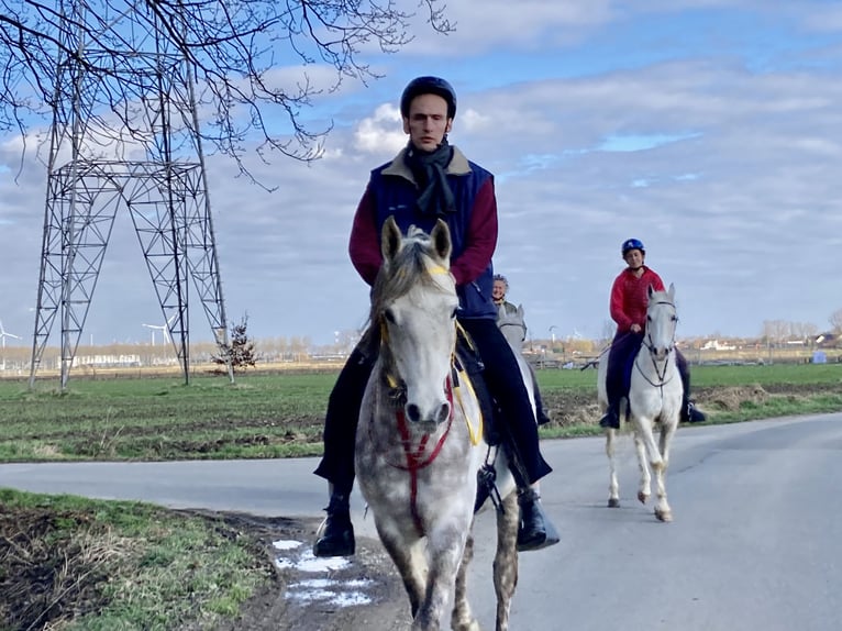 Arabian horses Gelding 7 years 15,2 hh Gray in Beveren Waas